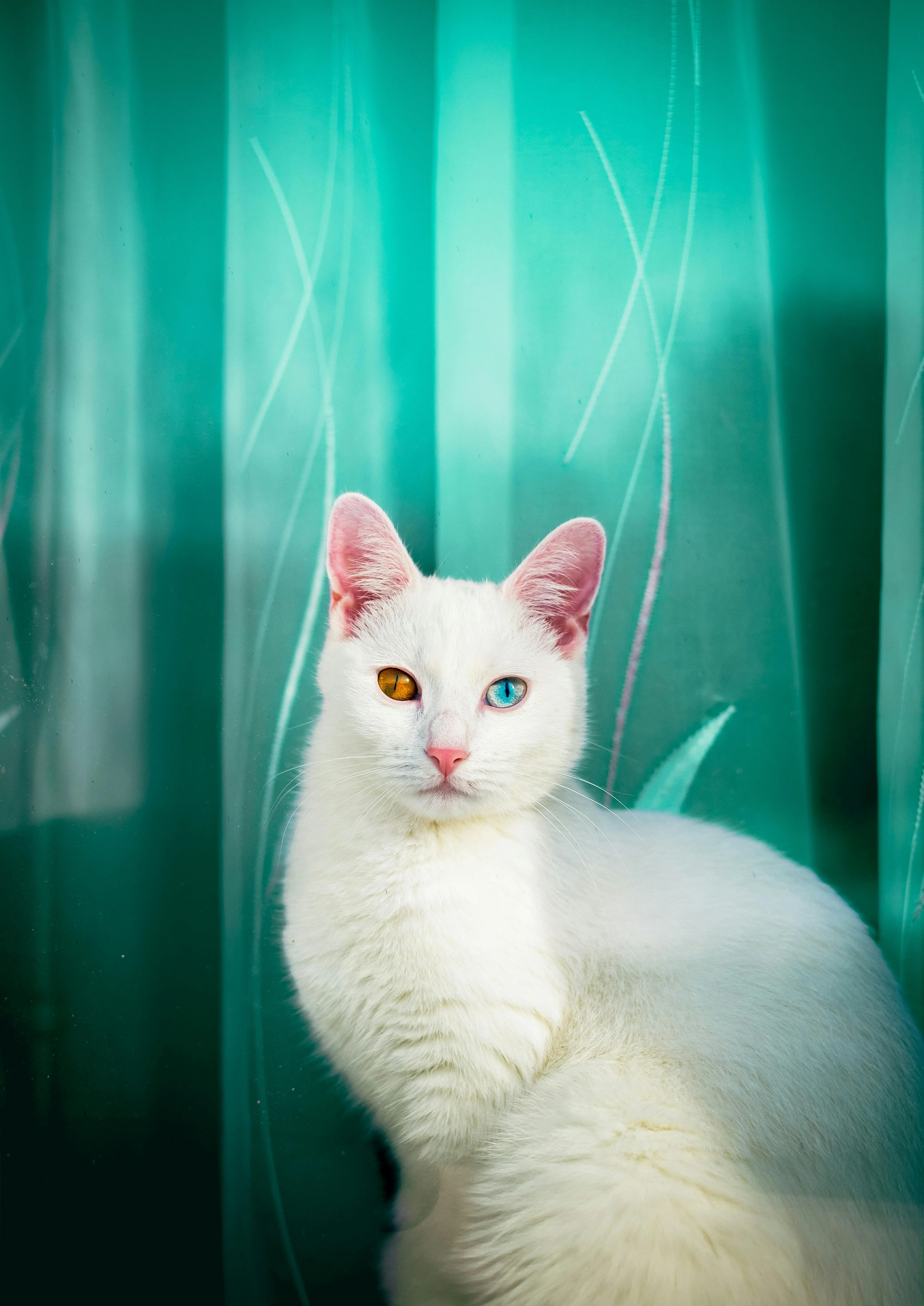 للبيع أربطة أصلي